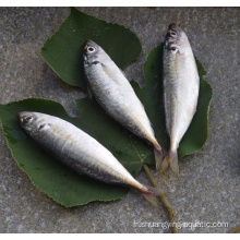 Vente chaude Frozen Horse MacKerel Fish rond